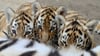 Die Tigerbabys im Zoo Magdeburg sorgen für Aufregung. Doch auch andere Tiere haben Nachwuchs bekommen.