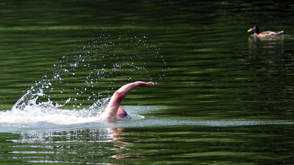Wer im See schwimmt, ist nie allein - im Gewässer sind auch viele Fische unterwegs.