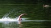 Wer im See schwimmt, ist nie allein - im Gewässer sind auch viele Fische unterwegs.