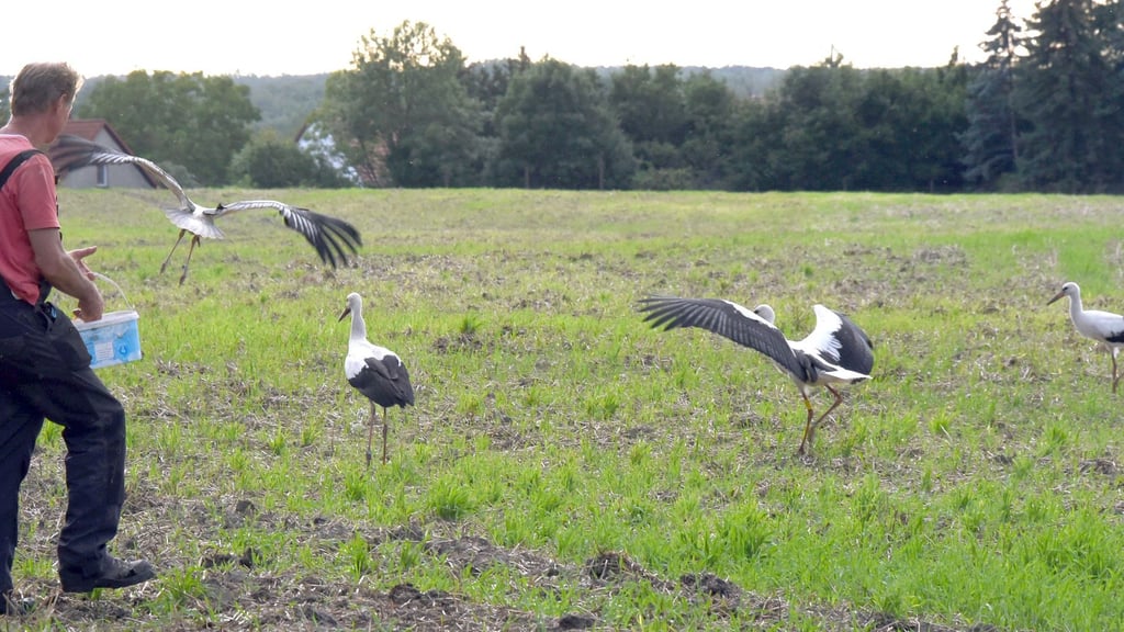 Storchenvater versorgt Jungtiere