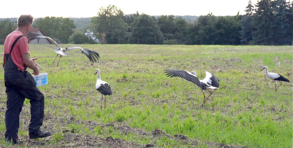 Storchenvater versorgt Jungtiere