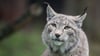 Der Zoo in Aalborg weist darauf hin, dass Raubtiere wie Luchse auf ganze Beutetiere angewiesen sind - gerne auch Haustiere. (Archivbild)