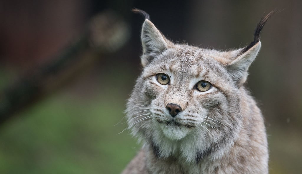 Der Zoo in Aalborg weist darauf hin, dass Raubtiere wie Luchse auf ganze Beutetiere angewiesen sind - gerne auch Haustiere. (Archivbild)