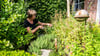 Internationale Kräuter sorgen für Abwechslung im Garten - und in der Küche.
