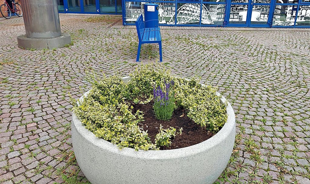 Erneut wurde aus der Schale an der Touristinfo frisch gesetzter Lavendel herausgerissen. Nur eine Pflanze blieb stehen.