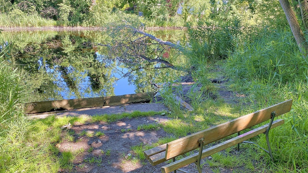 Das Ufer des Fenn in Möser. Ein Baum ist in das Gewässer gestürzt.