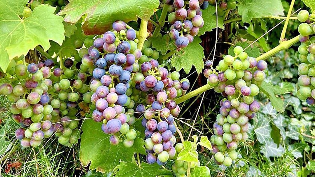2025 wird mengenmäßig ein sehr gutes Weinjahr.