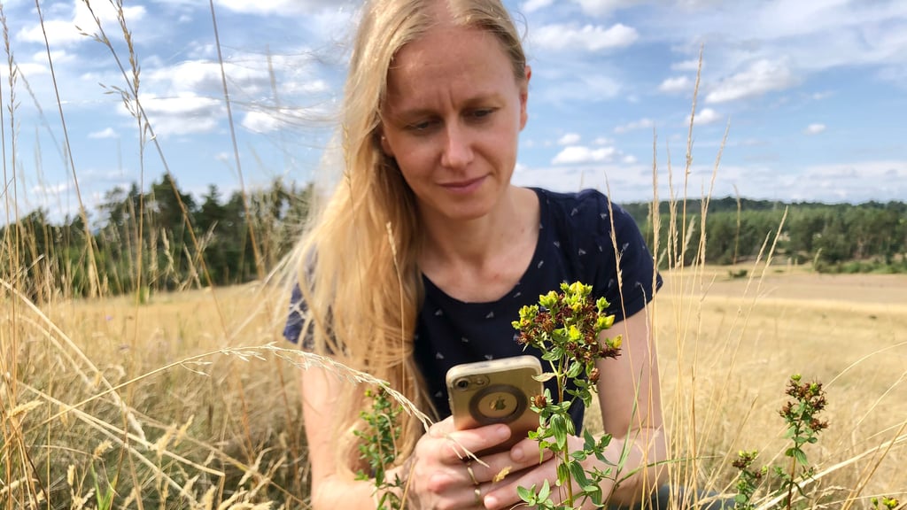 Maria Bönisch, wissenschaftliche Mitarbeiterin im Julius-Kühn-Institut, fotografiert eine Johanniskraut-Pflanze. Das Johanniskraut zählt zu besonderen, bei Quedlinburg wachsenden Pflanzenarten.