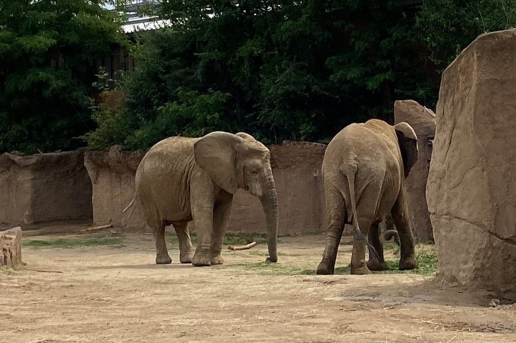 Der Zoo Magdeburg ist im Babyglück: Bei den Elefanten wird Nachwuchs erwartet. Es ist das erste Elefantenbaby, das im Zoo ur Weltkommen soll.