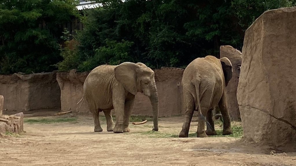 Der Zoo Magdeburg ist im Babyglück: Bei den Elefanten wird Nachwuchs erwartet. Es ist das erste Elefantenbaby, das im Zoo ur Weltkommen soll.