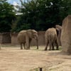 Der Zoo Magdeburg ist im Babyglück: Bei den Elefanten wird Nachwuchs erwartet. Es ist das erste Elefantenbaby, das im Zoo ur Weltkommen soll.