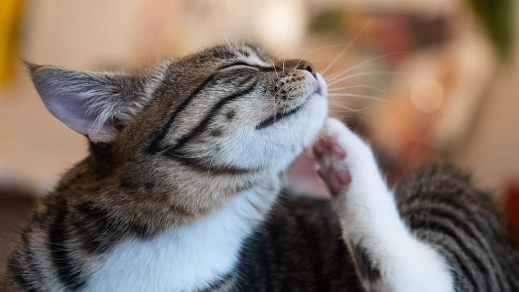 Flohzirkus: Ob eine Katze befallen ist, kann man durch Kämmen herausfinden.
