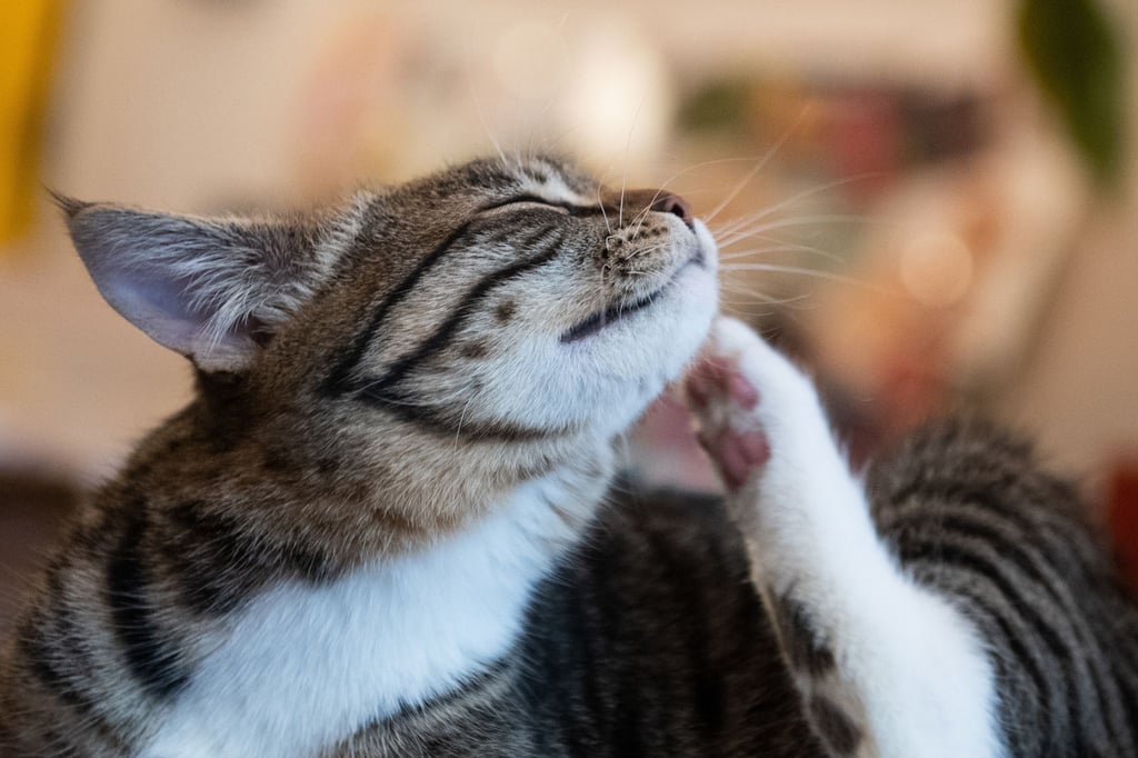 Flohzirkus: Ob eine Katze befallen ist, kann man durch Kämmen herausfinden.