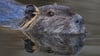 Die Nutria ist eine aus Südamerika stammende und in Mitteleuropa eingebürgerte Nagetierart. (Archivbild)