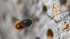 Wildbienen brauchen im Hochsommer ausreichend Blüten. (Symbolbild)