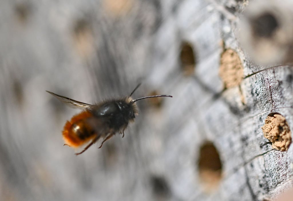 Wildbienen brauchen im Hochsommer ausreichend Blüten. (Symbolbild)