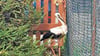 Einem aus dem falschen Nest vertriebenen Jungstorch, der in einem Froser Garten gelandet ist, musste offenbar geholfen werden.