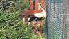 Einem aus dem falschen Nest vertriebenen Jungstorch, der in einem Froser Garten gelandet ist, musste offenbar geholfen werden.