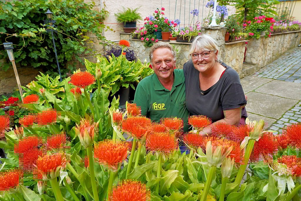 Um die Monatswende Juli/August herum und für etwa vier Wochen blühen die Blutblumen auf dem Hof von Carol Odrich und Andrea Kurras in Fllemmingen so prächtig wie auf diesem Bild zu sehen.
