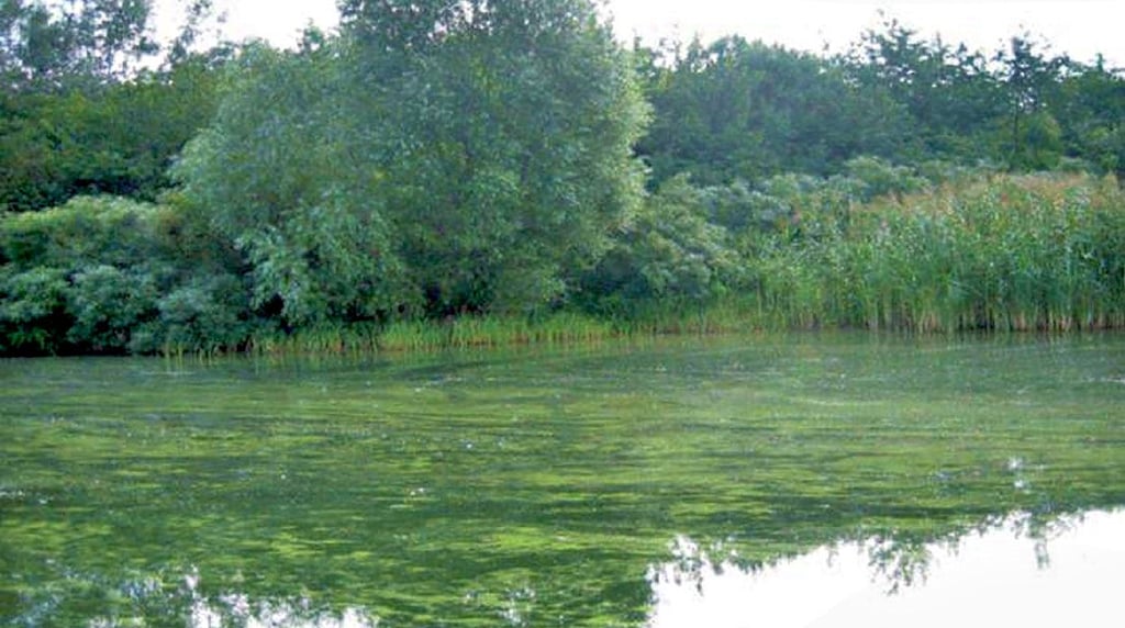 Der Landkreis hat Blaualgen im Muldestausee entdeckt.