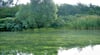 Der Landkreis hat Blaualgen im Muldestausee entdeckt. 