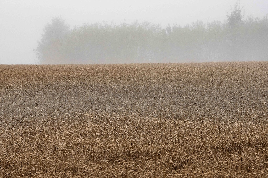 Landwirte in Niedersachsen warnen: Der viele Regen bedroht die Getreideernte. (Archivbild)