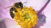 Wildbienen brauchen Unterstützung von Gärtnern. (Symbolbild)