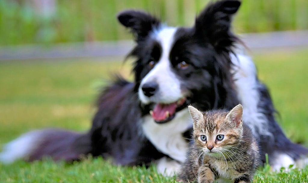 Mehr Tierschutz mit einer Chip-Pflicht in Europa.