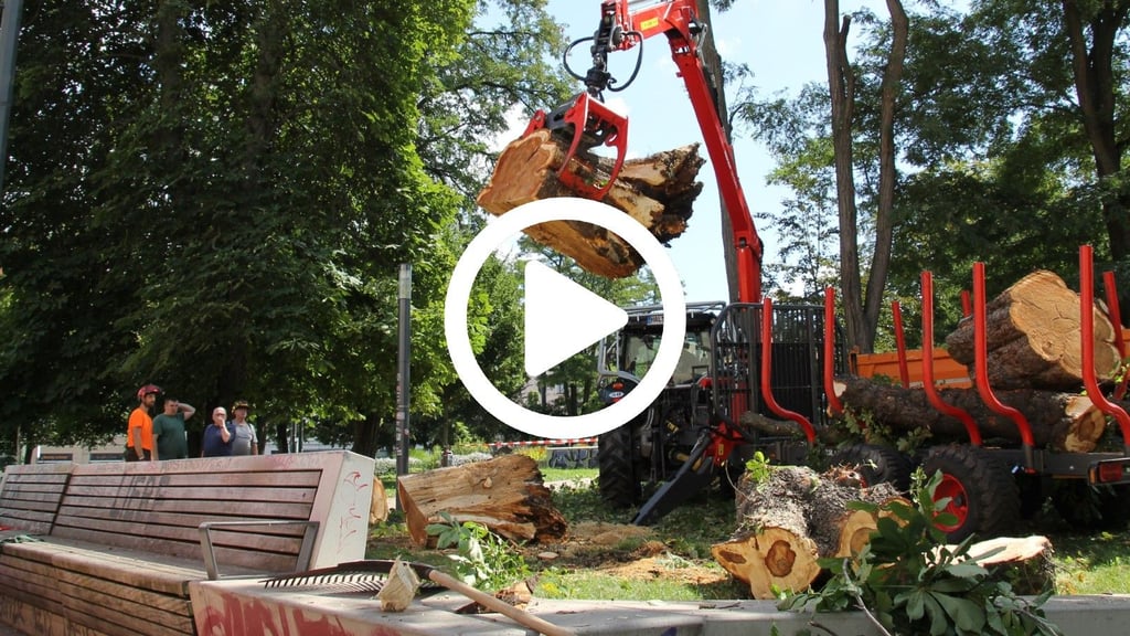 Der umgestürzte Baum am Steintor wurde entfernt.