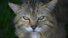 Der Bund für Umwelt und Naturschutz Deutschland ruft zum Schutz der Europäischen Wildkatze auf. (Archivbild)