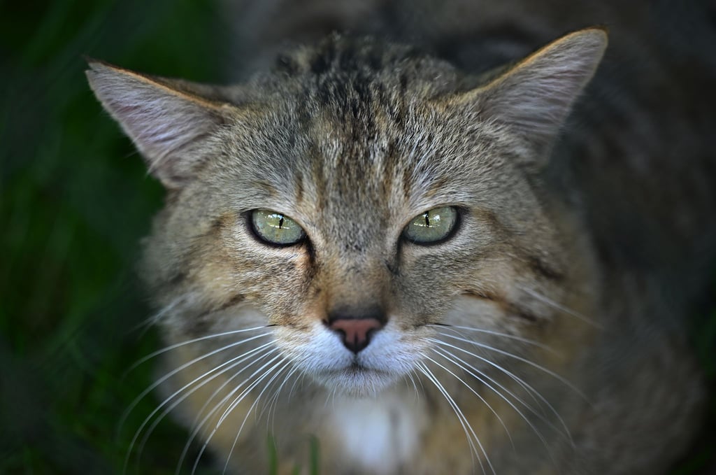 Der Bund für Umwelt und Naturschutz Deutschland ruft zum Schutz der Europäischen Wildkatze auf. (Archivbild)