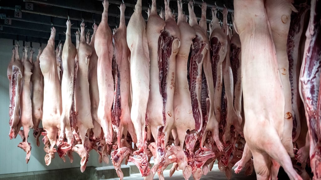 Im Streit um die Veröffentlichung heimlich gemachter Aufnahmen aus einem Schlachthof rufen Tierschützer die nächste Instanz an. (Archivfoto)