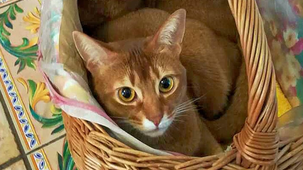 Katze Puppi gehört wie ihr Bruder Ari seit sechs Jahren zu Familie Böhme aus Dessau. Nun ist Puppi tot. Wurde sie getötet?