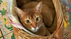 Katze Puppi gehört wie ihr Bruder Ari seit sechs Jahren zu Familie Böhme aus Dessau. Nun ist Puppi tot. Wurde sie getötet?
