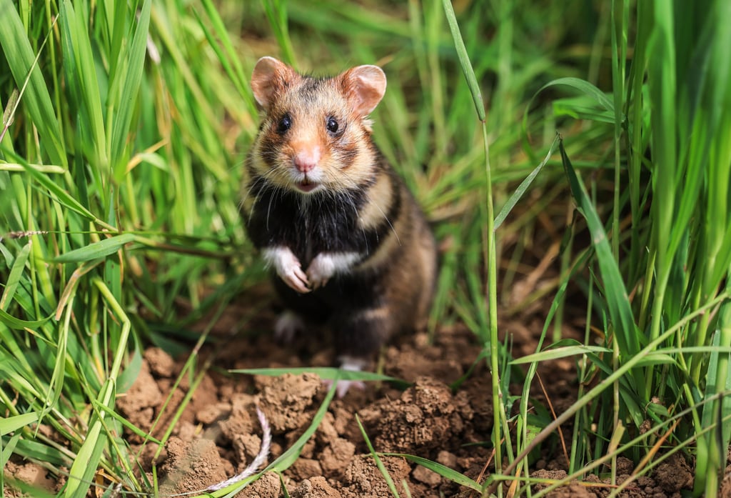 Feldhamster sind selten geworden und daher streng geschützt. Auch in Magdeburg werden daher manche Bauflächen untersucht, ob sich dort Hamster angesiedelt haben könnten.