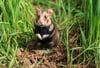 Feldhamster sind selten geworden und daher streng geschützt. Auch in Magdeburg werden daher manche Bauflächen untersucht, ob sich dort Hamster angesiedelt haben könnten. 