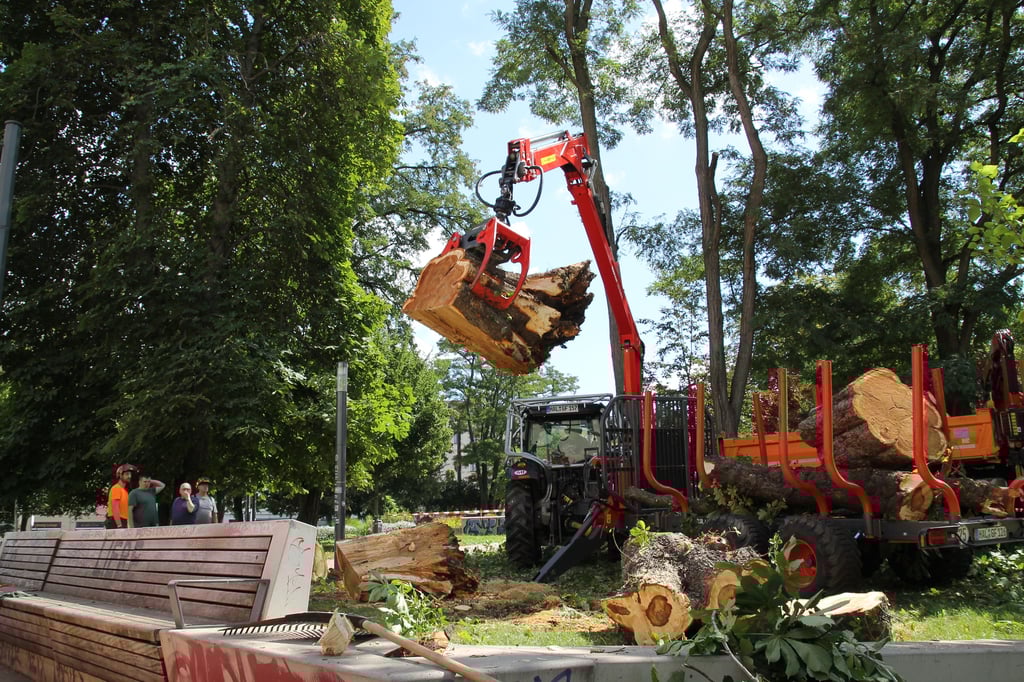 Der umgestürzte Baum am Steintor wurde entfernt.