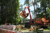 Der umgestürzte Baum am Steintor wurde entfernt.