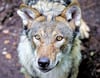 Wolf mit Musikverstand?
