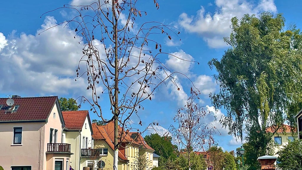 16 Linden sind angewachsen, bei 13 ist das fraglich.