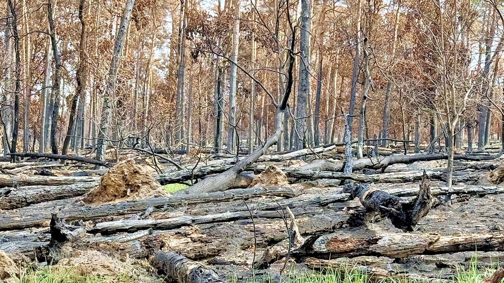 Größtenteils zwischen 70 und 130 Jahre alt waren die Kiefernbestände bei Jütrichau, die dem Waldbrand zum Opfer gefallen sind. Bäume, die anfangs scheinbar überlebt haben, sind jetzt braun und werden nahezu völlig absterben. Insgesamt sind 49 Hektar Wald betroffen.