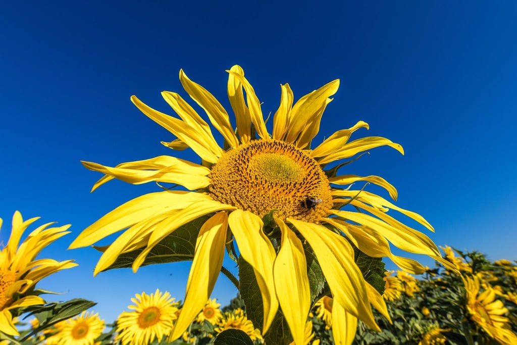 Die Sonne zeigt sich in den kommenden Tagen viel über Deutschland. (Archivbild)
