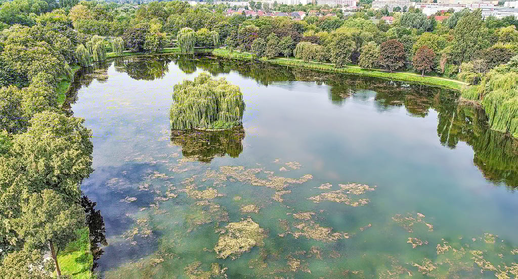 Momentan sieht die Oberfläche des Stadtsees in Stendal vergleichsweise gut aus. Aber der Schein trügt. An der Seite des Einlasswehr bilden sich bereits wieder Wasserpflanzen wie das Hornkraut, wie unsere Fotomontage verdeutlicht.