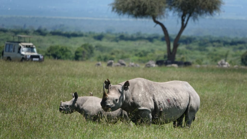 Die positiven Entwicklungen im Tierschutz sind sehr fragil, warnt die Internationale Union für Naturschutz. (Archivbild)
