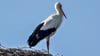 Ein Storch hat am Mittwochabend in Zörbig einen Stromausfall  herbeigeführt. 
