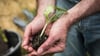Gärtnern tut der Seele gut: Für viele ist Gartenarbeit ein Ausgleich zum Alltag und ein Weg zu besserer Stimmung.