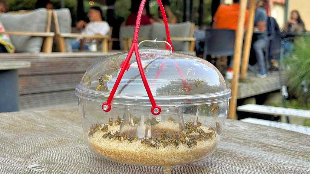 In Halle herrscht vielerorts Wespenalarm. Experten schätzen die Lage unterschiedlich ein, aber haben hilfreiche Tipps gegen die Insekten.