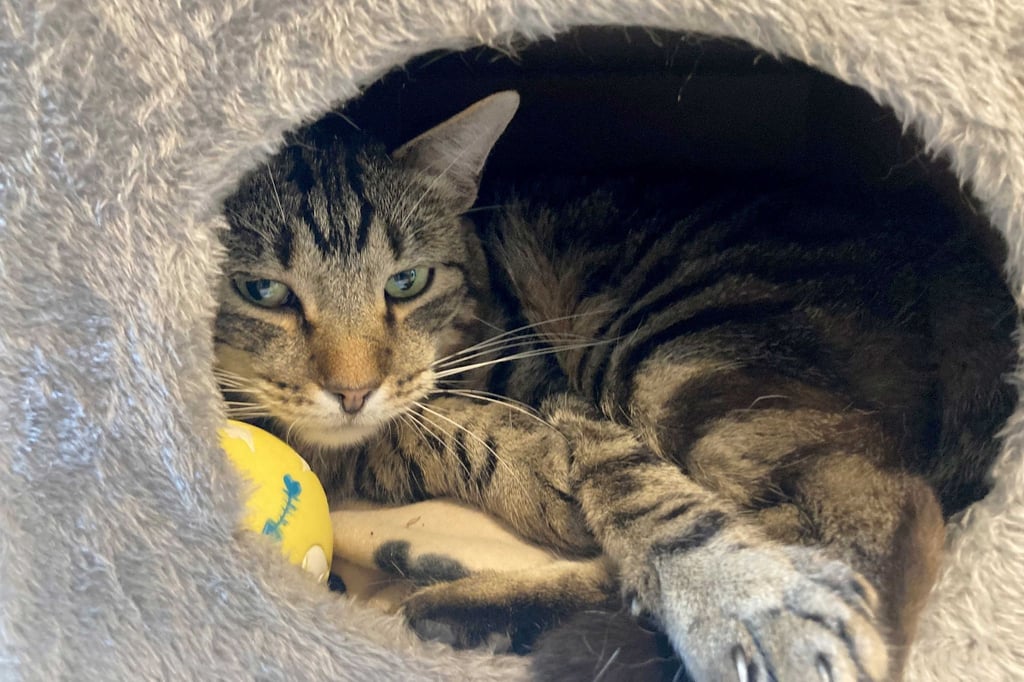 Kater Ben im Tierheim „Katzenparadies“ Neustrelitz.
