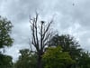 Die Linde im Herrenkrugpark, in dem ein Storchenpaar 2025 zum ersten Mal brütete, steht trostlos zwischen Herrenkrugsteg und Parkplatz.