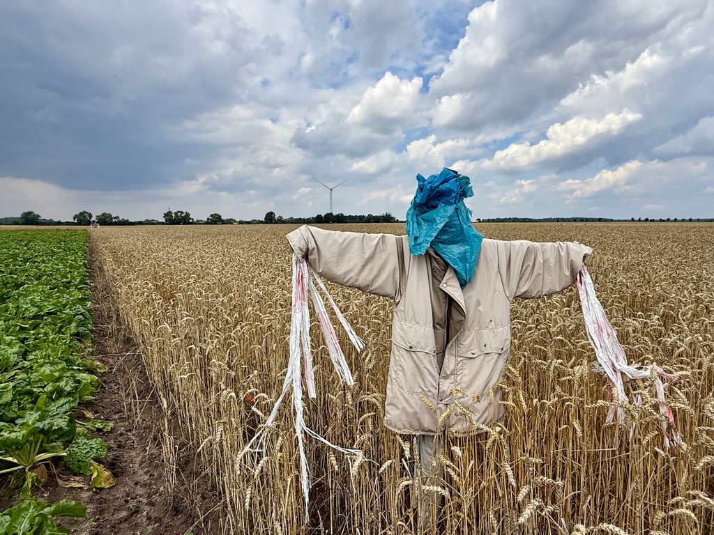 Auch sie wurde in dieser Woche schon „wärmer“ angezogen: Eine Vogelscheuche auf einem Feld in Rodleben.